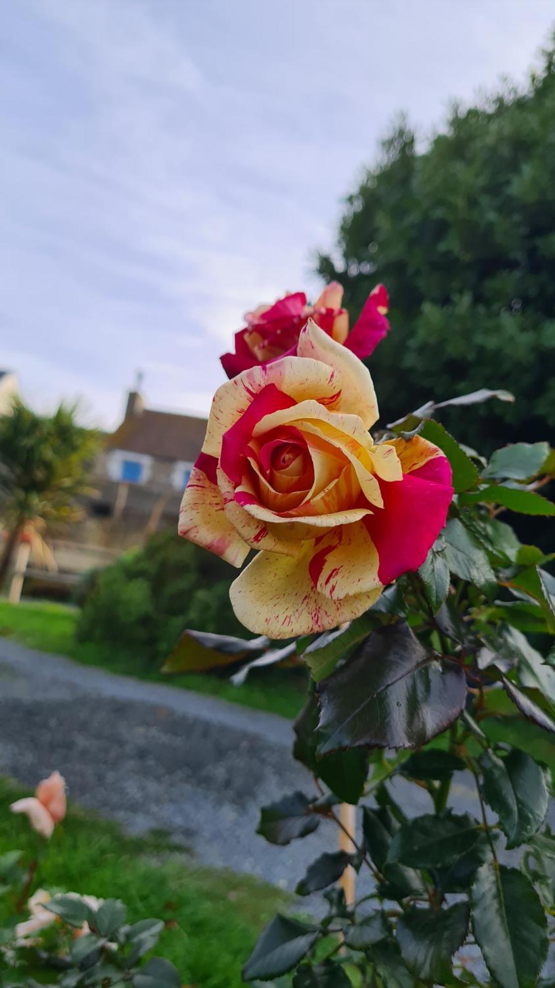 Lesroses1680 Bed & Breakfast Blainville-sur-Mer Luaran gambar