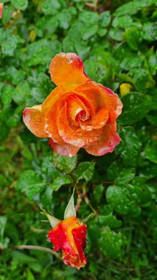 Lesroses1680 Bed & Breakfast Blainville-sur-Mer Luaran gambar